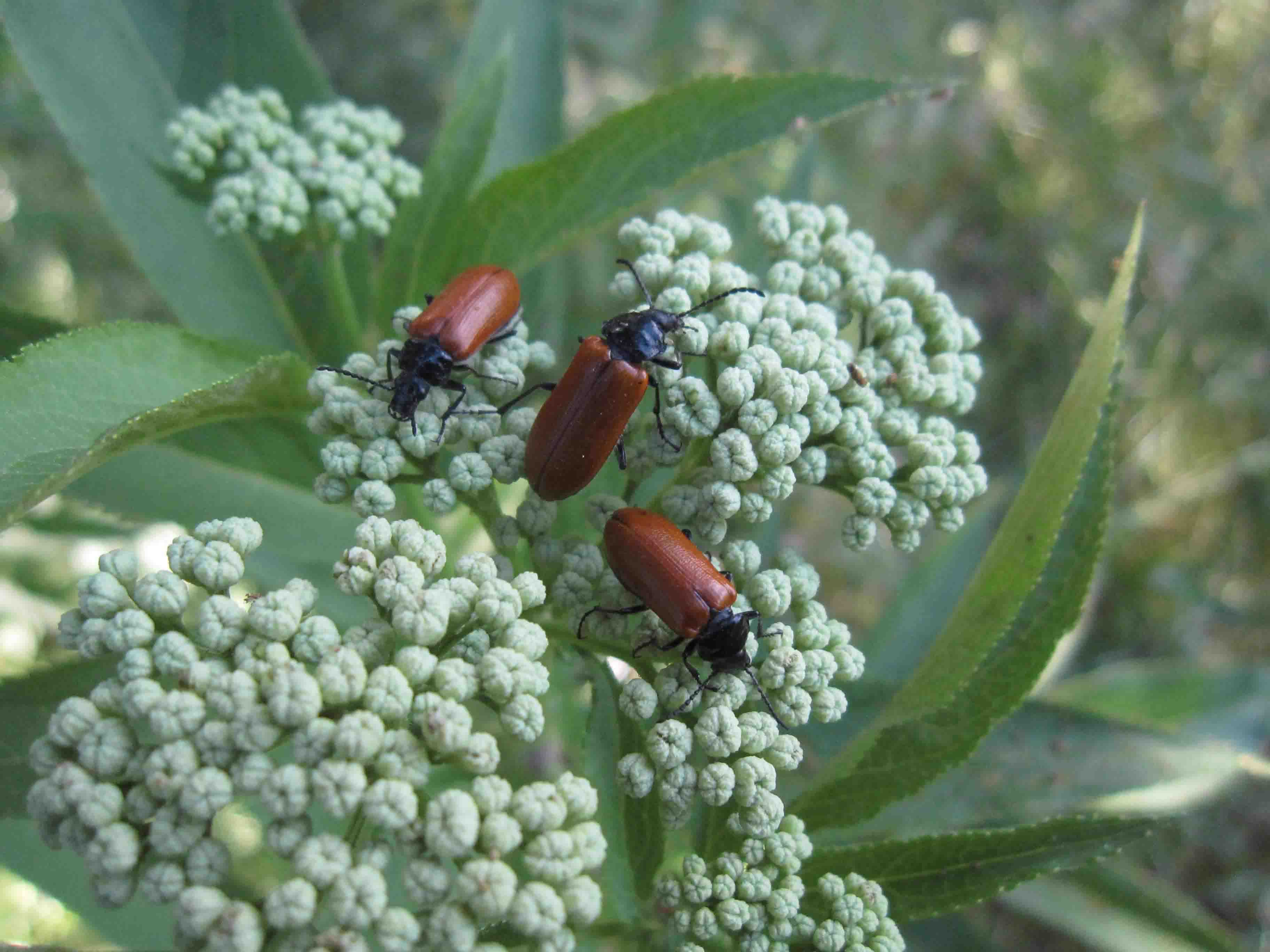 Omophlus sp. (Tenebrionidae)